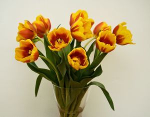 tulips-1160436-m